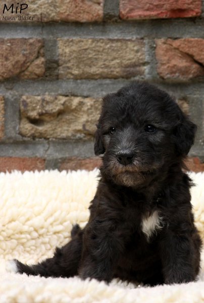 2011-05-28 Puppies Candy & Svet (36).jpg